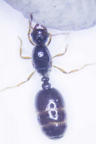 Solenopsis (fugax)